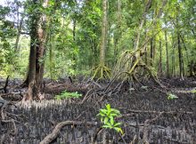 Islands Of The Tropical Pacific Ocean Were Settled Much Earlier Than Previously Thought - New Theory