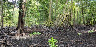 Islands Of The Tropical Pacific Ocean Were Settled Much Earlier Than Previously Thought - New Theory