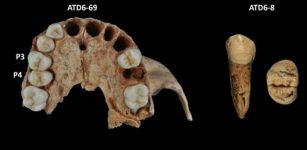 Three of the seven premolars belonging to Homo antecessor analyzed in this study/Laura Martín-Francés