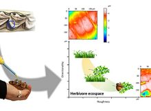 From dental facets to paleoecological reconstructions.