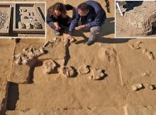 Ostrich Eggs Dated More Than 4,000 Years Discovered In Negev Desert Of Southern Israel