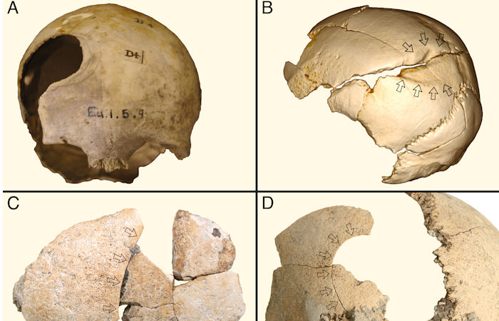 Violence Was Widespread In Early Farming Society - New Study