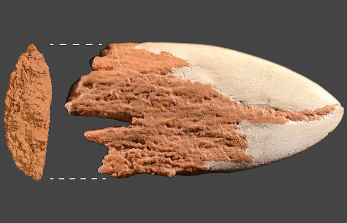 Evidence Oldest Bone Spear Point In the Americas Is 13,900 Years Old