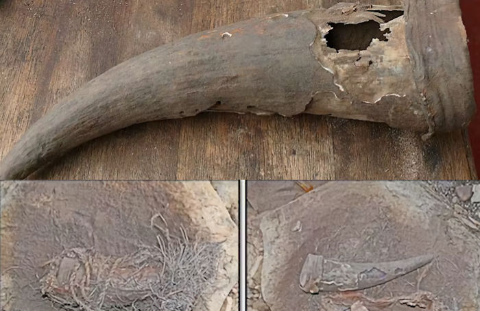 500-Year-Old Horn Container Discovered In South Africa Sheds Light On Pre-Colonial Khoisan Medicines