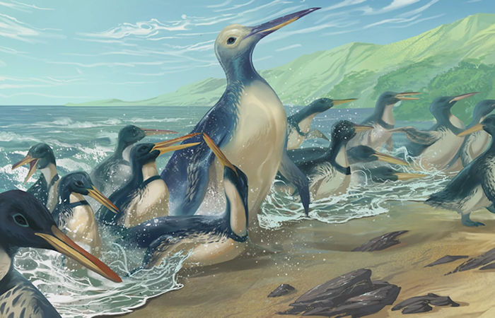 Fossil Bones From The Largest Penguin That Ever Lived Unearthed In New Zealand