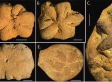 Mysterious Ancient Star-Shaped 'Fossil' Baffles Scientists - What Is It?