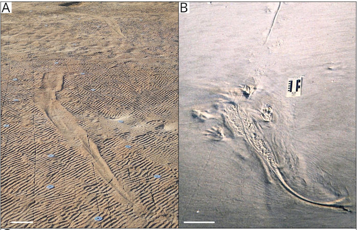 Ancient Giant Amphibians Swam Like Crocodiles 250 Million Years Ago - New Study