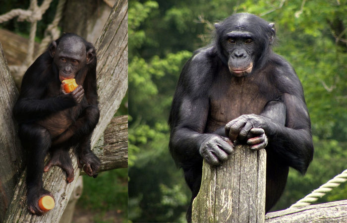 Bonobos And Chimps: What Our Closest Relatives Tell Us About Humans ...