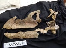 First Near-Complete Sauropod Dinosaur Skull Found In Australia Hints At Ancient Links Between Continents