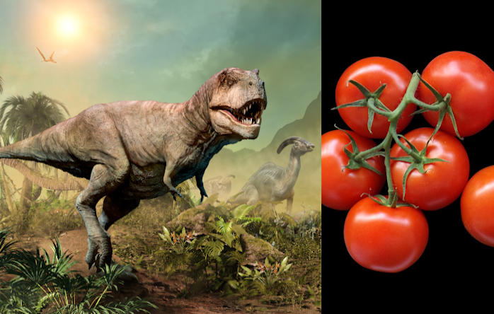 Meteorite That Killed Dinosaurs Responsible For Turning Tomatoes Red - Scientists Say