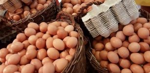 What The Egg Crisis Reveals About Our Food System