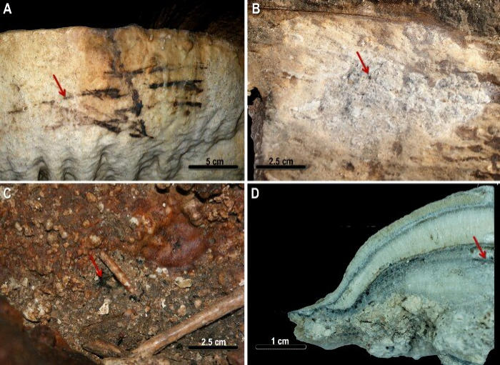 Evidence Humans Have Visited Caves Of Nerja For 41 000 Years Found   Nerjacavesart 