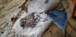 Grotesque Paintings Discovered Hidden Behind Secrets Staircase In Palazzo Vecchio, Florence