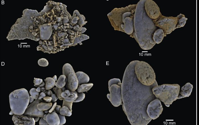 X-Ray Analysis Sheds New Light On Prehistoric Predator's Last Meal