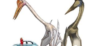 Meet Quetzalcoatlus - World's Largest Flying Animal Had A Wingspan Of Up To 52 Feet (15.9 m)