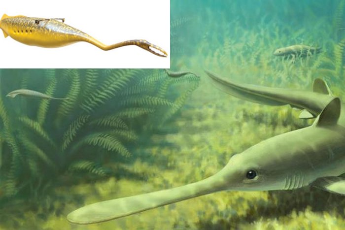 Mysterious Ancient Tully Monster Is So Weird It Cannot Be Classified