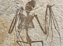 Oldest And Never-Before-Seen Bat Species Lived In Wyoming 52 Million Years Ago - Fossils Reveal