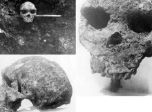 Evolution Puzzle - Broken Hill Skull And Homo Heidelbergensis Cast Doubt Over Modern Human Ancestry