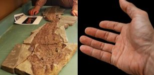 Fossil Evidence Human Hand Evolved From Fish Fins