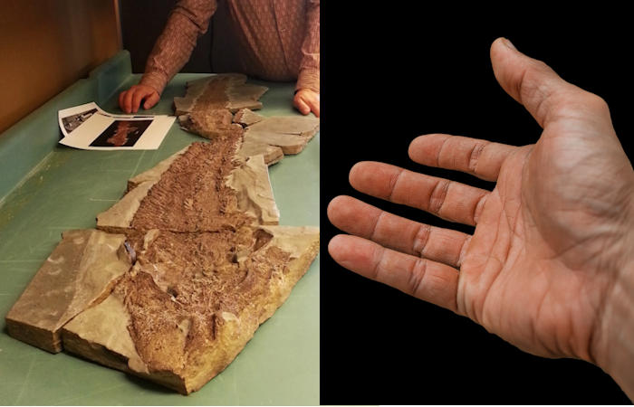 Fossil Evidence Human Hand Evolved From Fish Fins