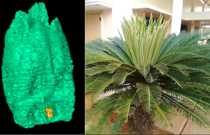 80-Million-Year-Old Fossil In California Has Re-Written Natural History Of Cycad Plants