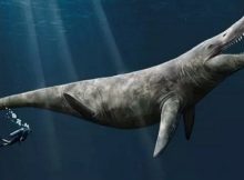 An artist’s impression of the pliosaur. Credit: Megan Jacobs, University of Portsmouth