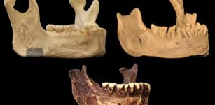 Enigmatic Human Fossil Jawbone May Be Evidence Of An Early Homo Sapiens Presence In Europe