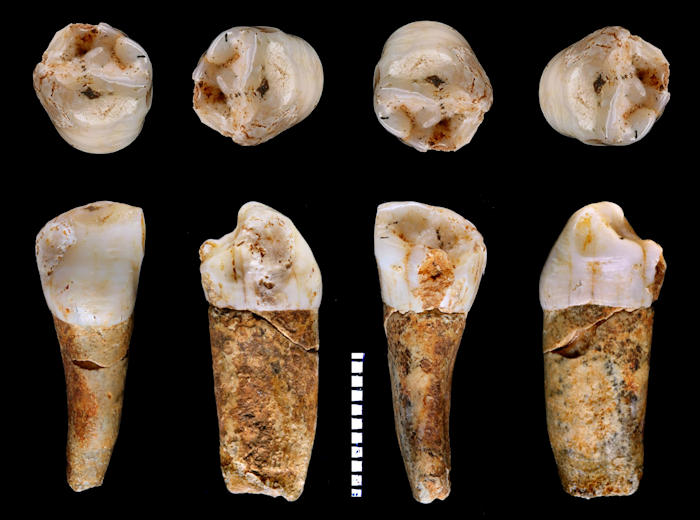 Tooth Enamel Provides Intriguing Clues To Hunter-Gatherer Lifestyle Of ...