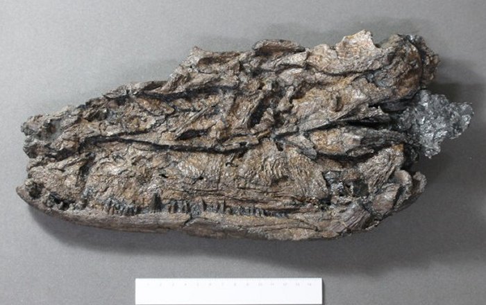 Crushed Scottish Fossils Reconstructed To Reveal Ancient Predator's Skull The process of fossilisation has caused specimens of Crassigyrinus to become compressed. Image © The Trustees of the Natural History Museum, London.