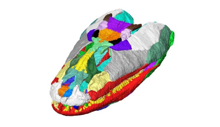 Crushed Scottish Fossils Reconstructed To Reveal Ancient Predator's Skull Bone fragments from multiple specimens were used to interpret how the skull would have looked. Image © Porro et al.