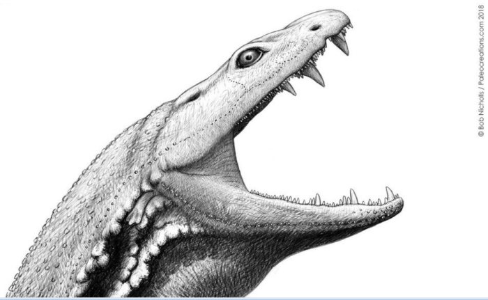 Crushed Scottish Fossils Reconstructed To Reveal Ancient Predator's Skull Crassigyrinus was well adapted for life as an aquatic predator. Image © Bob Nicholls 2018