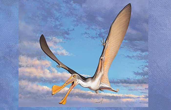 Study Finds 107-Million-Year-Old Pterosaur Bones Are Oldest In Australia