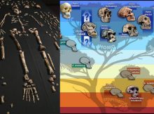 World's Oldest Burial Site Reveals Homo Naledi Buried Their Dead 100,000 Years Before Humans