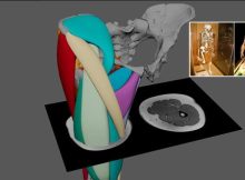 3.2 Million-Year-Old ‘Lucy’ Could Walk On Two Legs - First Hominin Muscle Reconstruction