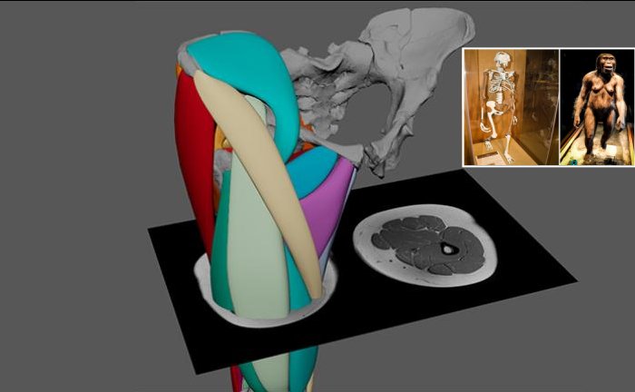 3.2 Million-Year-Old ‘Lucy’ Could Walk On Two Legs - First Hominin Muscle Reconstruction