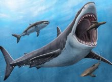 Megalodon Was No Cold-Blooded Killer - Tooth Minerals Reveal