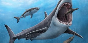 Megalodon Was No Cold-Blooded Killer - Tooth Minerals Reveal