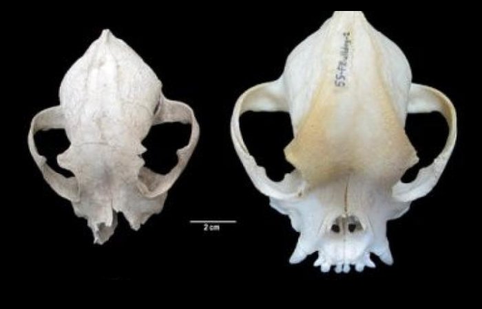 2,000-Year-Old Skull Reveals Ancient Romans May Have Been The First To Breed Flat-Faced Dogs