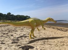 New Spinosaurid Dinosaur Found In Spain