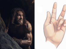 'Viking Disease' Hand Disorder May Come From Neanderthal Genes