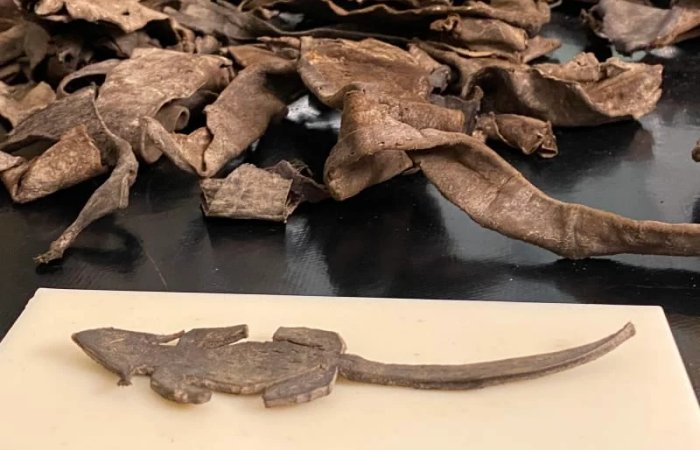Roman Leather Toy Mouse Found At Vindolanda Roman Leather Toy Mouse Found At Vindolanda