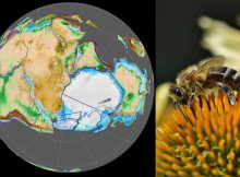 Bees Originated From An Ancient Supercontinent Millions Of Years Earlier Than Previously Thought