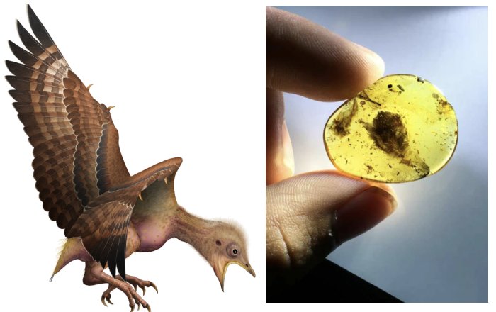 Why Ancestors Of Modern Birds Survived When All The Dinosaurs Died