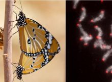 Butterflies And Moths Share Blocks Of DNA Dating Back More Than 200 Million Years