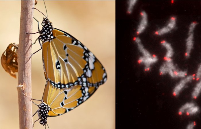 Butterflies And Moths Share Blocks Of DNA Dating Back More Than 200 Million Years