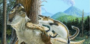 Unusual Fossil Shows Rare Evidence Of A Mammal Attacking A Dinosaur