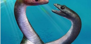 Exciting Insights Into The Sexual Development Of An Extinct Marine Reptile