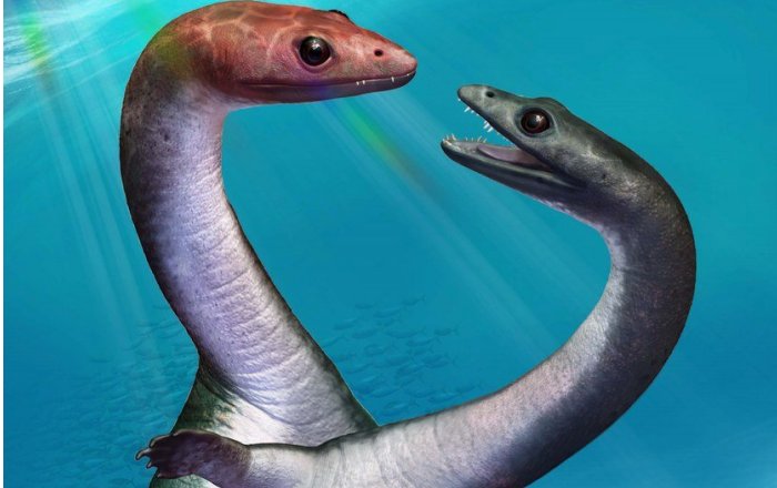 Exciting Insights Into The Sexual Development Of An Extinct Marine Reptile