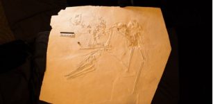 New Fossil Of 145-Million-Year-Old Pterosaur Nicknamed Elvis