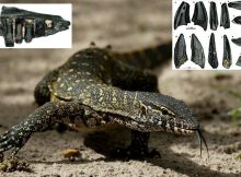 Giant Monitor Lizards That Lived In Switzerland 17 Million Years Ago - Discovered